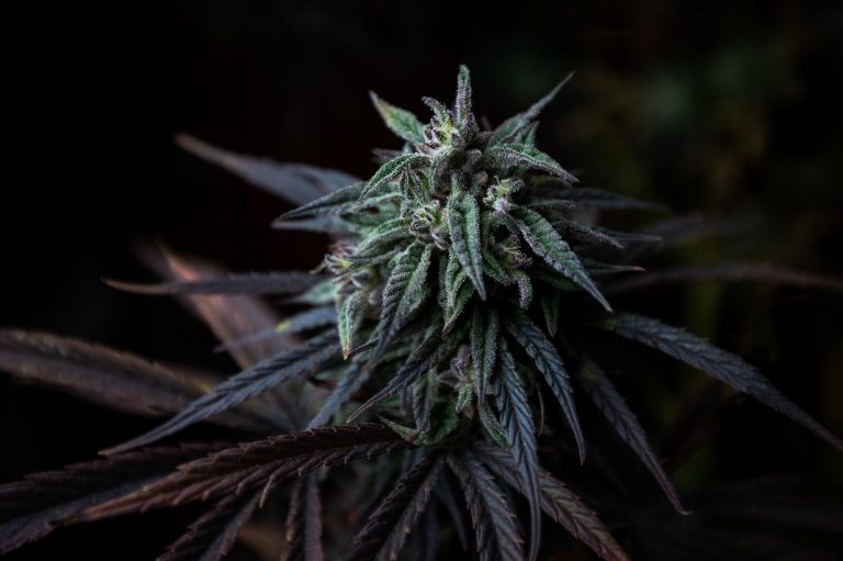 Marijuana Strains: What Is The Difference Between Indica, Sativa & Hybrid ?