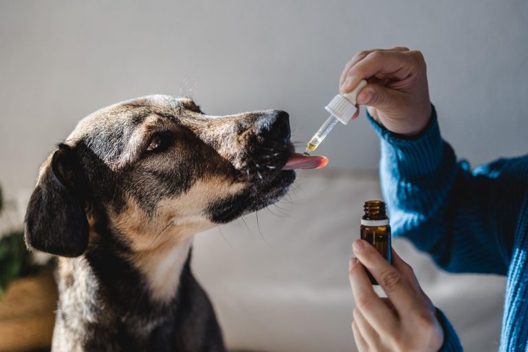 CBD Oil For Dogs: What Is It And What Does It Do?