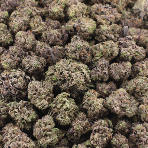 #149 el chapo small